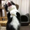 meme kucing 21