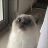 Kittenaku 20