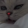 cutie cat 19