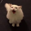 Kittenaku 21