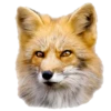 lisaone 19