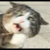 meme kucing 22