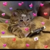 Meow's stickers 20