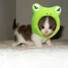 Kittenaku 22