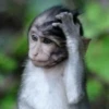 hena_monkey 21