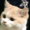 Kittenaku 23
