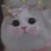 cutie cat 20