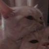 cutie cat 21