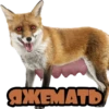 ЯЖЕМАТЬ