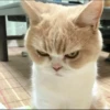 meme kucing 24
