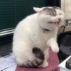 Kittenaku 24