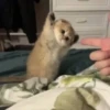 Kittenaku 25