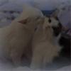 cutie cat 22