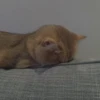 cutie cat 23