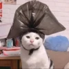 Meow's stickers 26