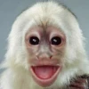hena_monkey 27