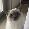 Kittenaku 26