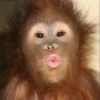 hena_monkey 28