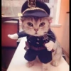 Meow's stickers 28