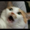 meme kucing 29