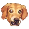Dog it! 30