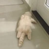 Kittenaku 27