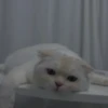 cutie cat 24