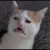 meme kucing 30
