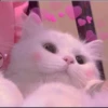 Meow's stickers 29