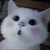 cutie cat 25
