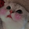 cutie cat 26