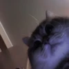 cutie cat 27