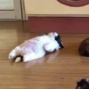 Kittenaku 29