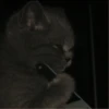 cutie cat 28