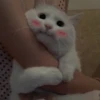 cutie cat 29