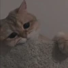 cutie cat 30