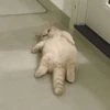 Kittenaku 30