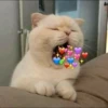 Cute Cats 6