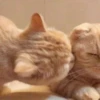 Cute Cats 7