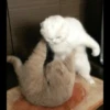 Cute Cats 8