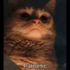 Cute Cats 9