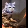 Cute Cats 10