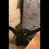 Cute Cats 11