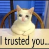 Cute Cats 12