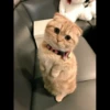 Cute Cats 13