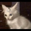 Cute Cats 14