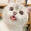 Cute Cats 15