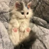Cute Cats 16