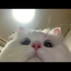 Cute Cats 17