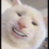 Cute Cats 18